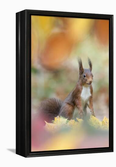 Red Squirrel (Sciurus Vulgaris) in Autumnal Woodland Leaflitter, the Netherlands, November-Edwin Giesbers-Framed Premier Image Canvas