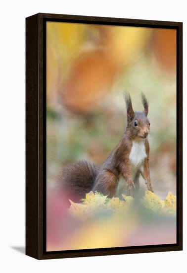 Red Squirrel (Sciurus Vulgaris) in Autumnal Woodland Leaflitter, the Netherlands, November-Edwin Giesbers-Framed Premier Image Canvas