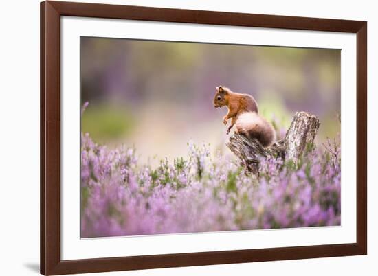 Red squirrel (Sciurus vulgaris) in blooming heather, Cairngorms National Park, Scotland, United Kin-Kevin Morgans-Framed Photographic Print