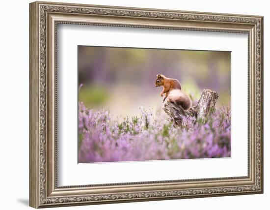 Red squirrel (Sciurus vulgaris) in blooming heather, Cairngorms National Park, Scotland, United Kin-Kevin Morgans-Framed Photographic Print