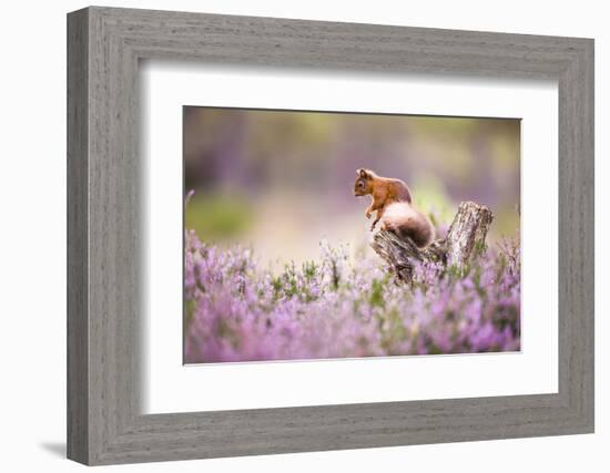 Red squirrel (Sciurus vulgaris) in blooming heather, Cairngorms National Park, Scotland, United Kin-Kevin Morgans-Framed Photographic Print