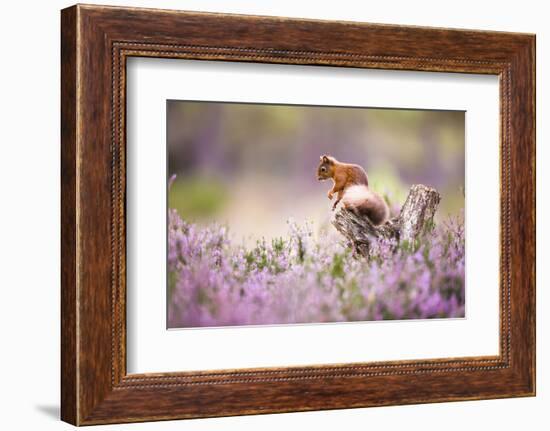 Red squirrel (Sciurus vulgaris) in blooming heather, Cairngorms National Park, Scotland, United Kin-Kevin Morgans-Framed Photographic Print