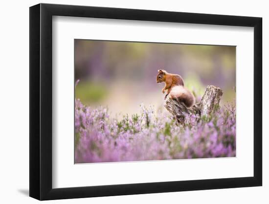 Red squirrel (Sciurus vulgaris) in blooming heather, Cairngorms National Park, Scotland, United Kin-Kevin Morgans-Framed Photographic Print