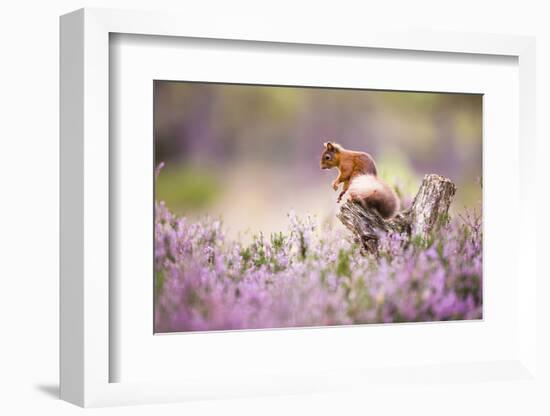 Red squirrel (Sciurus vulgaris) in blooming heather, Cairngorms National Park, Scotland, United Kin-Kevin Morgans-Framed Photographic Print