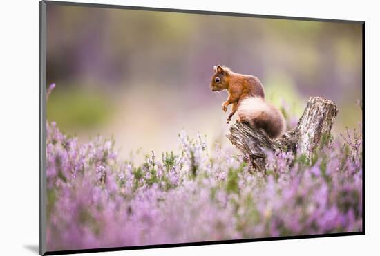Red squirrel (Sciurus vulgaris) in blooming heather, Cairngorms National Park, Scotland, United Kin-Kevin Morgans-Mounted Photographic Print