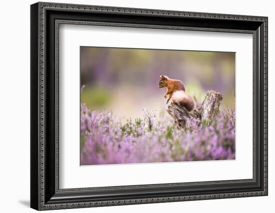 Red squirrel (Sciurus vulgaris) in blooming heather, Cairngorms National Park, Scotland, United Kin-Kevin Morgans-Framed Photographic Print