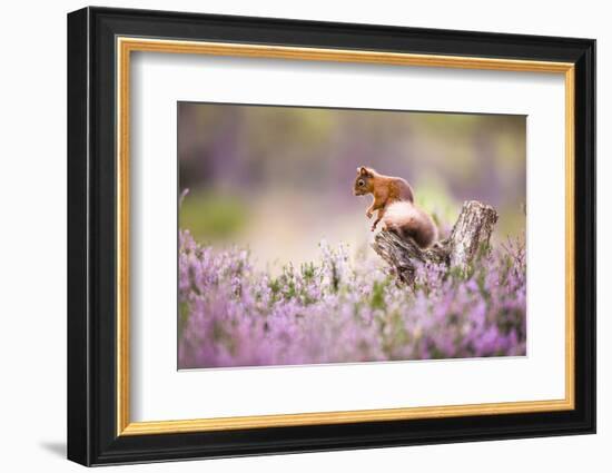 Red squirrel (Sciurus vulgaris) in blooming heather, Cairngorms National Park, Scotland, United Kin-Kevin Morgans-Framed Photographic Print