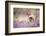 Red squirrel (Sciurus vulgaris) in blooming heather, Cairngorms National Park, Scotland, United Kin-Kevin Morgans-Framed Photographic Print