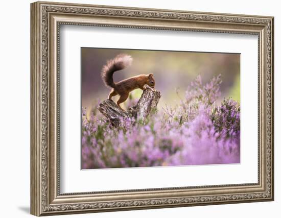 Red squirrel (Sciurus vulgaris) in blooming heather, Cairngorms National Park, Scotland, United Kin-Kevin Morgans-Framed Photographic Print