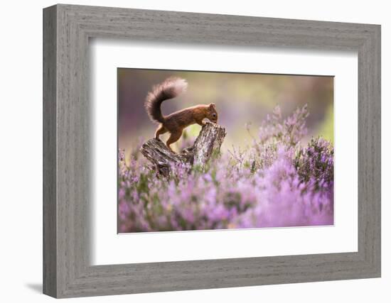 Red squirrel (Sciurus vulgaris) in blooming heather, Cairngorms National Park, Scotland, United Kin-Kevin Morgans-Framed Photographic Print