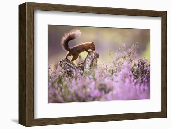 Red squirrel (Sciurus vulgaris) in blooming heather, Cairngorms National Park, Scotland, United Kin-Kevin Morgans-Framed Photographic Print