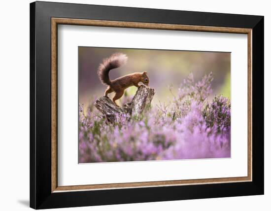 Red squirrel (Sciurus vulgaris) in blooming heather, Cairngorms National Park, Scotland, United Kin-Kevin Morgans-Framed Photographic Print