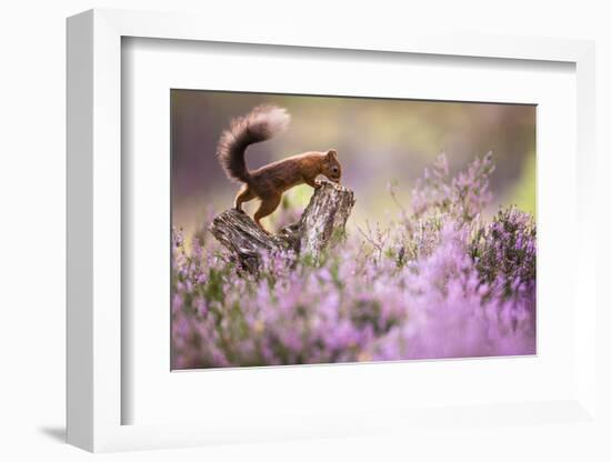 Red squirrel (Sciurus vulgaris) in blooming heather, Cairngorms National Park, Scotland, United Kin-Kevin Morgans-Framed Photographic Print