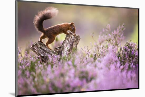 Red squirrel (Sciurus vulgaris) in blooming heather, Cairngorms National Park, Scotland, United Kin-Kevin Morgans-Mounted Photographic Print