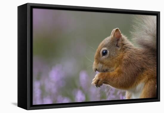 Red Squirrel (Sciurus Vulgaris) in Flowering Heather. Inshriach Forest, Scotland, September-Peter Cairns-Framed Premier Image Canvas