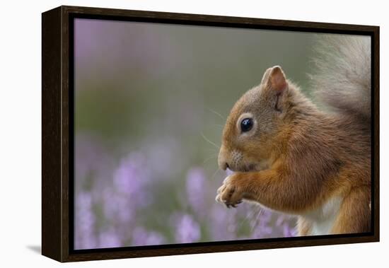 Red Squirrel (Sciurus Vulgaris) in Flowering Heather. Inshriach Forest, Scotland, September-Peter Cairns-Framed Premier Image Canvas