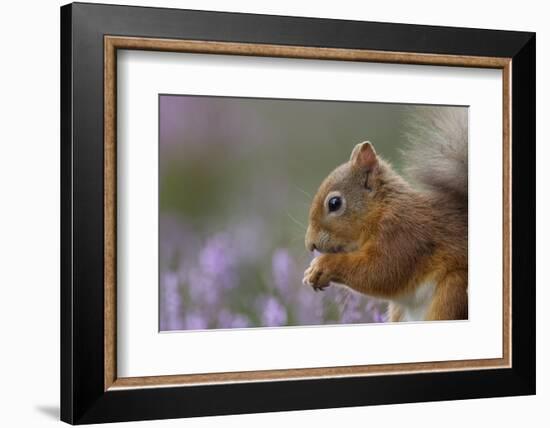 Red Squirrel (Sciurus Vulgaris) in Flowering Heather. Inshriach Forest, Scotland, September-Peter Cairns-Framed Photographic Print