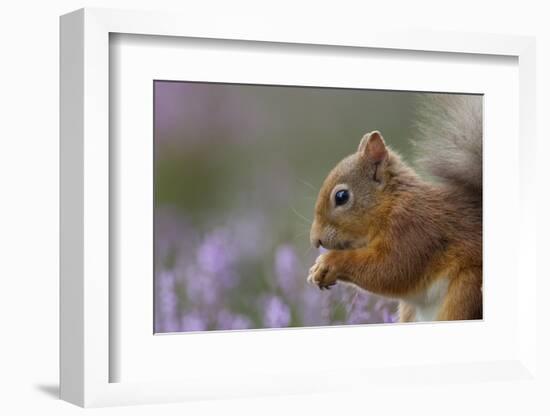 Red Squirrel (Sciurus Vulgaris) in Flowering Heather. Inshriach Forest, Scotland, September-Peter Cairns-Framed Photographic Print