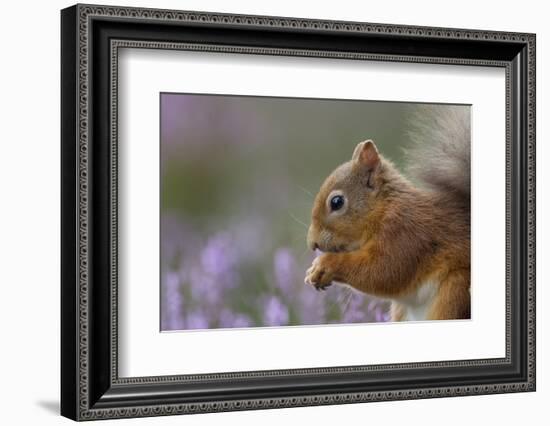 Red Squirrel (Sciurus Vulgaris) in Flowering Heather. Inshriach Forest, Scotland, September-Peter Cairns-Framed Photographic Print