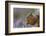 Red Squirrel (Sciurus Vulgaris) in Flowering Heather. Inshriach Forest, Scotland, September-Peter Cairns-Framed Photographic Print