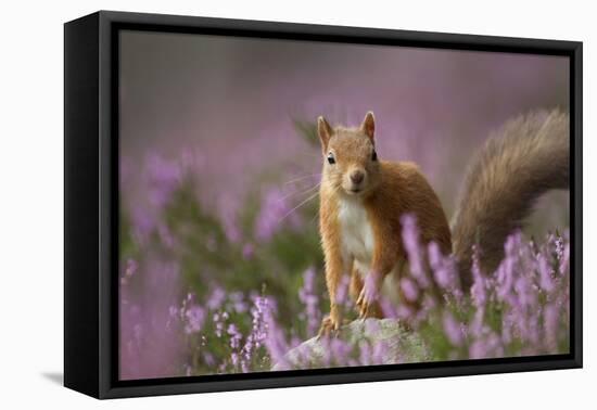 Red Squirrel (Sciurus Vulgaris) in Flowering Heather. Inshriach Forest, Scotland, UK, September-Pete Cairns-Framed Premier Image Canvas