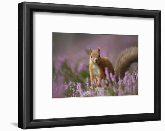 Red Squirrel (Sciurus Vulgaris) in Flowering Heather. Inshriach Forest, Scotland, UK, September-Pete Cairns-Framed Photographic Print