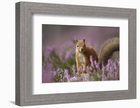 Red Squirrel (Sciurus Vulgaris) in Flowering Heather. Inshriach Forest, Scotland, UK, September-Pete Cairns-Framed Photographic Print