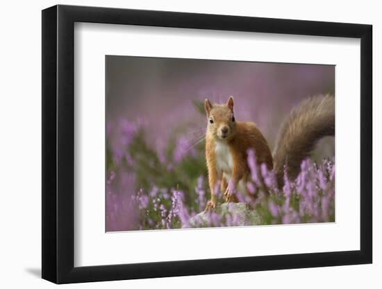 Red Squirrel (Sciurus Vulgaris) in Flowering Heather. Inshriach Forest, Scotland, UK, September-Pete Cairns-Framed Photographic Print