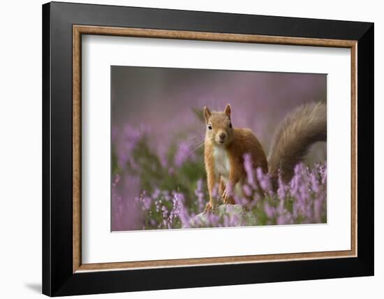 Red Squirrel (Sciurus Vulgaris) in Flowering Heather. Inshriach Forest, Scotland, UK, September-Pete Cairns-Framed Photographic Print