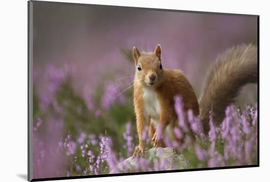 Red Squirrel (Sciurus Vulgaris) in Flowering Heather. Inshriach Forest, Scotland, UK, September-Pete Cairns-Mounted Photographic Print