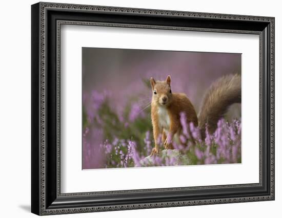 Red Squirrel (Sciurus Vulgaris) in Flowering Heather. Inshriach Forest, Scotland, UK, September-Pete Cairns-Framed Photographic Print