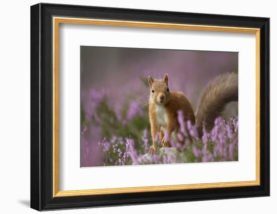 Red Squirrel (Sciurus Vulgaris) in Flowering Heather. Inshriach Forest, Scotland, UK, September-Pete Cairns-Framed Photographic Print