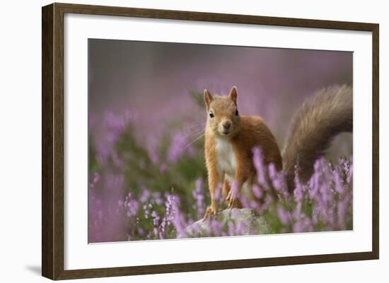 Red Squirrel (Sciurus Vulgaris) in Flowering Heather. Inshriach Forest, Scotland, UK, September-Pete Cairns-Framed Photographic Print
