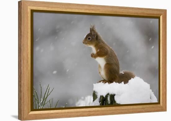 Red Squirrel (Sciurus Vulgaris) in Snow, Glenfeshie, Cairngorms Np, Scotland, February-Cairns-Framed Premier Image Canvas