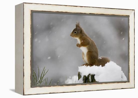 Red Squirrel (Sciurus Vulgaris) in Snow, Glenfeshie, Cairngorms Np, Scotland, February-Cairns-Framed Premier Image Canvas