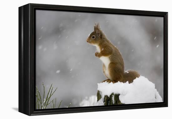 Red Squirrel (Sciurus Vulgaris) in Snow, Glenfeshie, Cairngorms Np, Scotland, February-Cairns-Framed Premier Image Canvas