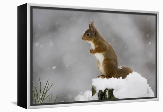 Red Squirrel (Sciurus Vulgaris) in Snow, Glenfeshie, Cairngorms Np, Scotland, February-Cairns-Framed Premier Image Canvas