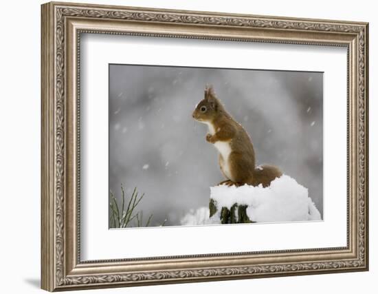 Red Squirrel (Sciurus Vulgaris) in Snow, Glenfeshie, Cairngorms Np, Scotland, February-Cairns-Framed Photographic Print