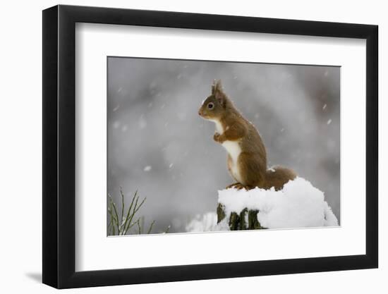 Red Squirrel (Sciurus Vulgaris) in Snow, Glenfeshie, Cairngorms Np, Scotland, February-Cairns-Framed Photographic Print