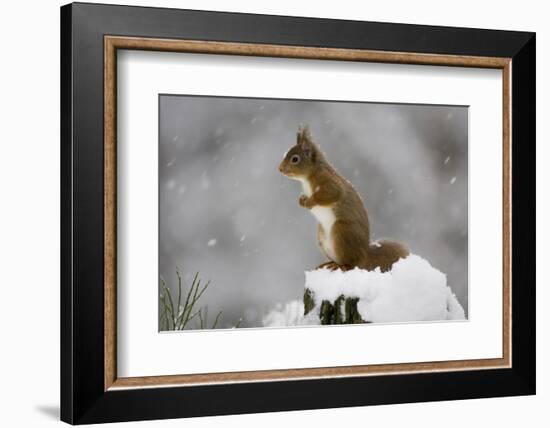 Red Squirrel (Sciurus Vulgaris) in Snow, Glenfeshie, Cairngorms Np, Scotland, February-Cairns-Framed Photographic Print