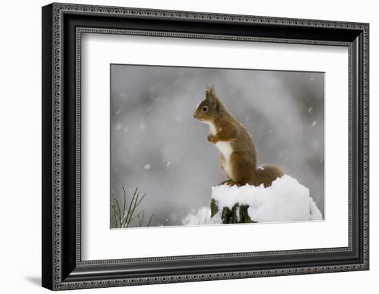 Red Squirrel (Sciurus Vulgaris) in Snow, Glenfeshie, Cairngorms Np, Scotland, February-Cairns-Framed Photographic Print