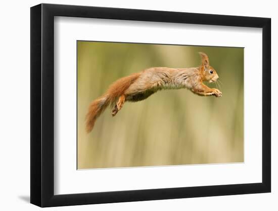 Red Squirrel (Sciurus Vulgaris) Jumping, Oisterwijk, The Netherlands-David Pattyn-Framed Photographic Print