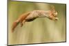 Red Squirrel (Sciurus Vulgaris) Jumping, Oisterwijk, The Netherlands-David Pattyn-Mounted Photographic Print