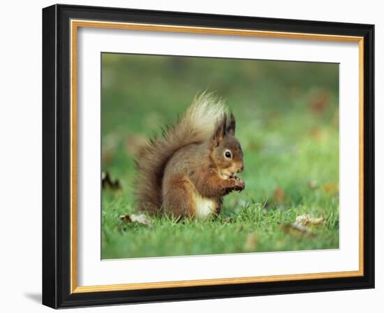 Red Squirrel (Sciurus Vulgaris), Lowther, Near Penrith, Cumbria, England, United Kingdom, Europe-Ann & Steve Toon-Framed Photographic Print