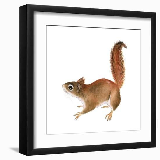 Red Squirrel (Sciurus Vulgaris), Mammals-Encyclopaedia Britannica-Framed Art Print