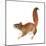 Red Squirrel (Sciurus Vulgaris), Mammals-Encyclopaedia Britannica-Mounted Art Print