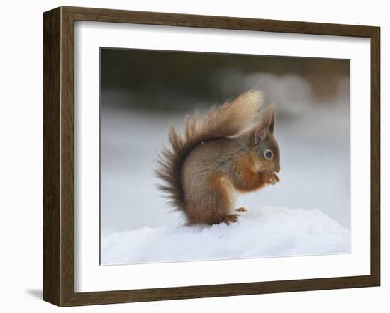 Red Squirrel (Sciurus Vulgaris), North Pennines, England, United Kingdom, Europe-David and Louis Gibbon-Framed Photographic Print