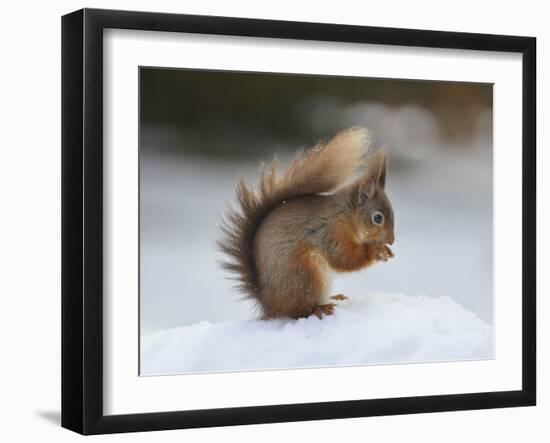 Red Squirrel (Sciurus Vulgaris), North Pennines, England, United Kingdom, Europe-David and Louis Gibbon-Framed Photographic Print