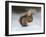 Red Squirrel (Sciurus Vulgaris), North Pennines, England, United Kingdom, Europe-David and Louis Gibbon-Framed Photographic Print