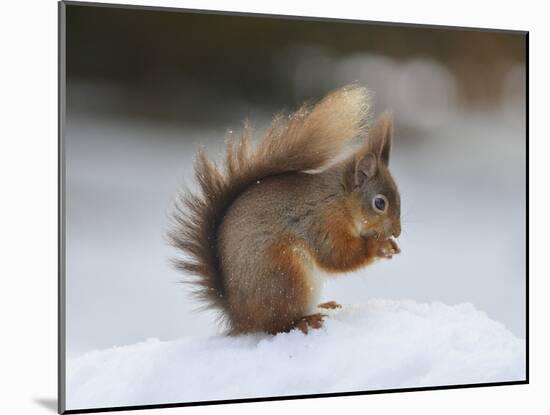 Red Squirrel (Sciurus Vulgaris), North Pennines, England, United Kingdom, Europe-David and Louis Gibbon-Mounted Photographic Print